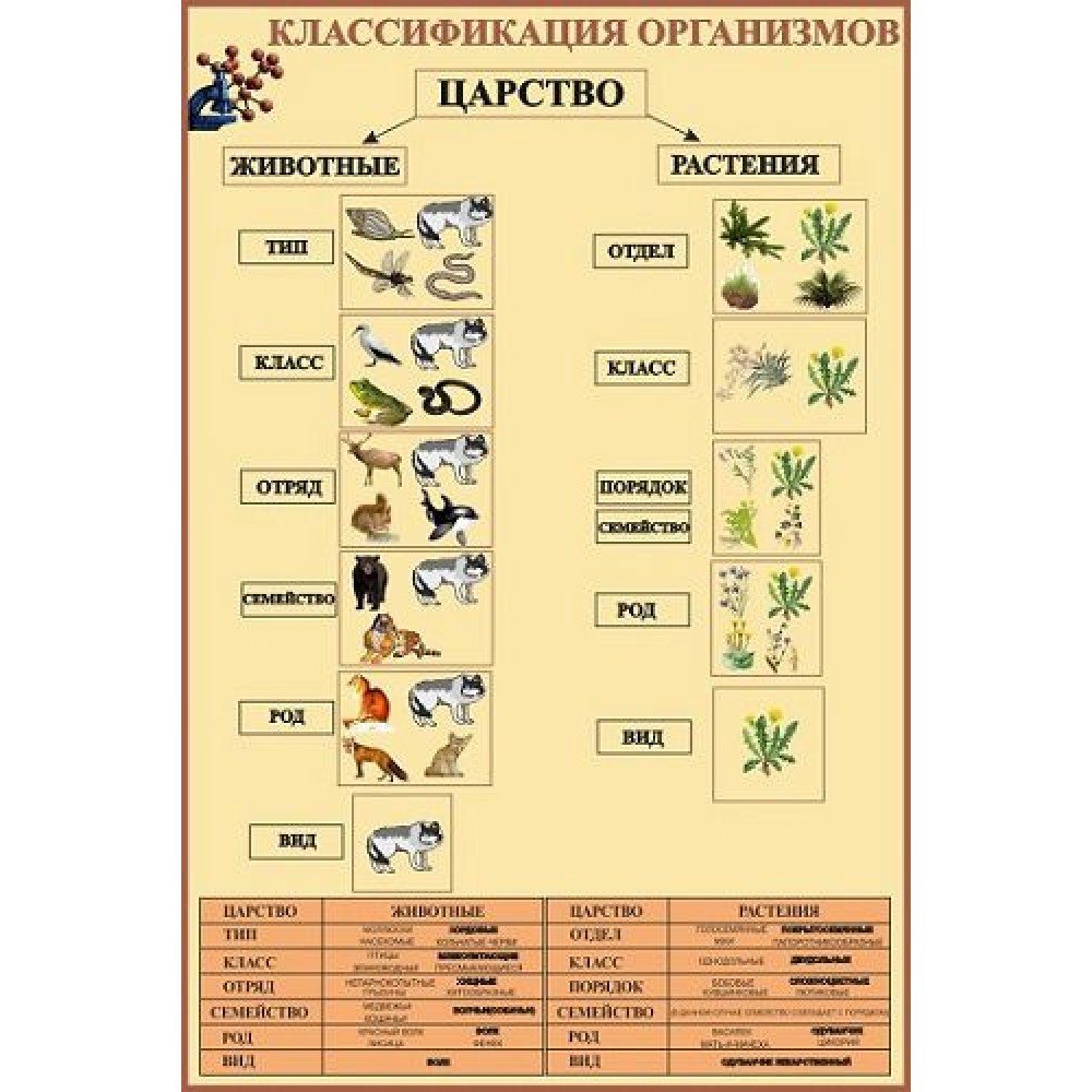 Стенд в кабінет біології (насичений беж)